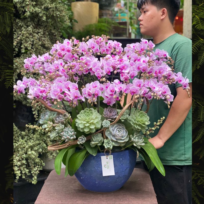 1-5.jpg Bình Lan Tiểu Hồ Điệp Hồng Trồng Cùng Sen Đá, Hoa Sinh Nhật Đẹp - Image 1