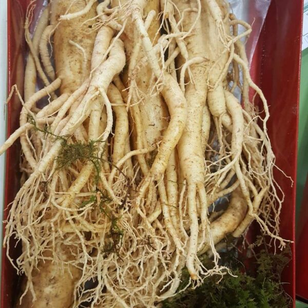 SÂM TƯƠI 5 củ 1kg