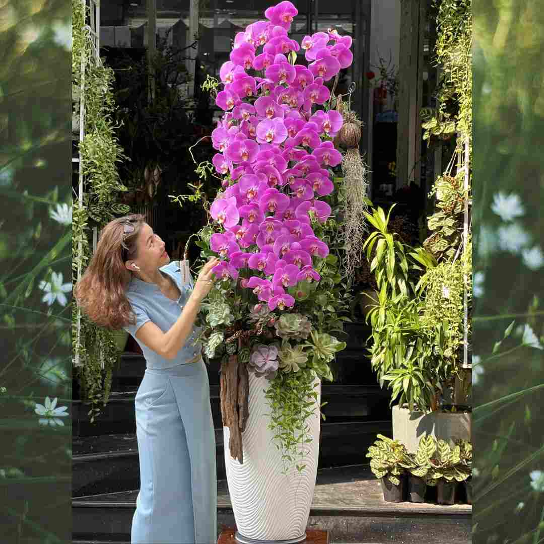 11-compressed-2.jpg Hoa Lan Hồ Điệp Hồng Trồng Trên Gỗ Lũa Mix Sen Đá – Bình Hoa Lan Dáng Cao Thanh Tao - Image 1