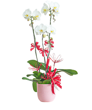 11117_nghinh-xuan.jpg Nghinh xuân - Image 1