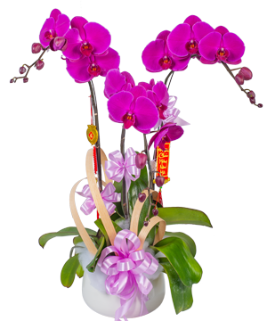 11131_chau-lan-tim-canh.png Chậu lan tím 3 cành 01 - Image 1