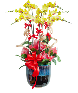 13644_ho-diep-vang-chau-su.jpg Hồ điệp vàng chậu sứ 02 - Image 1