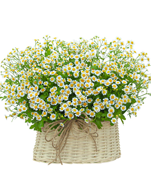 14431_gio-cuc-tana-mini.jpg Mãi yêu - Image 1