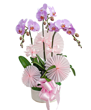 15047_ho-diep-hong.jpg Hồ điệp hồng 6 - Image 1