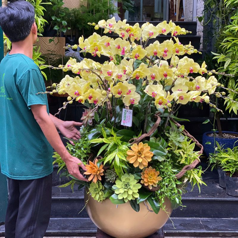 16.jpg Chậu Hoa Lan Hồ Điệp 30 Cành – 40 Cành - Image 1