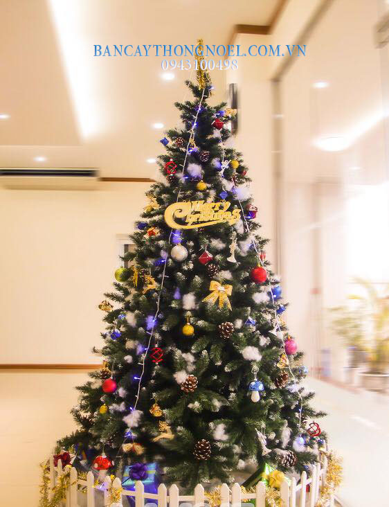 23231682_1565794576846923_7848240448149322729_n132.jpg Cây thông 3 loại lá gắn trái thông 1m2 - Image 1