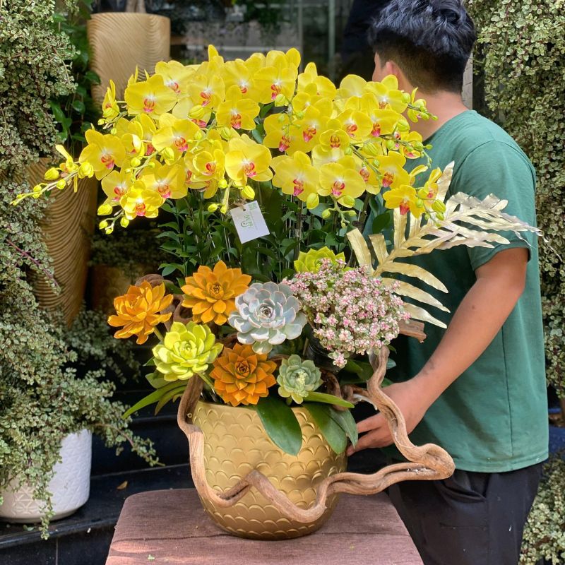 4-2.jpg Chậu Lan Hồ Điệp Màu Vàng Ghép Sen Đá Vàng – Hoa Khai Trương, Sinh Nhật Ý Nghĩa May Mắn - Image 1