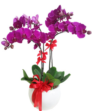 4008_doan-vien.jpg Đoàn viên - Image 1