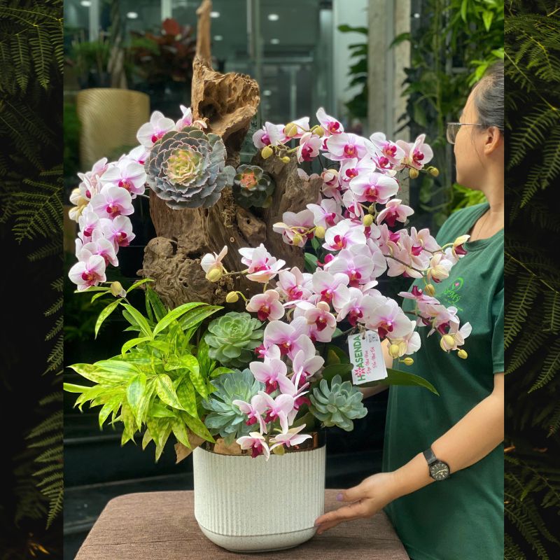 5-1-1.jpg Lũa Lan Hồ Điệp Để Bàn – Tiểu Hồ Điệp Hồng Trồng Cùng Sen Đá - Image 1