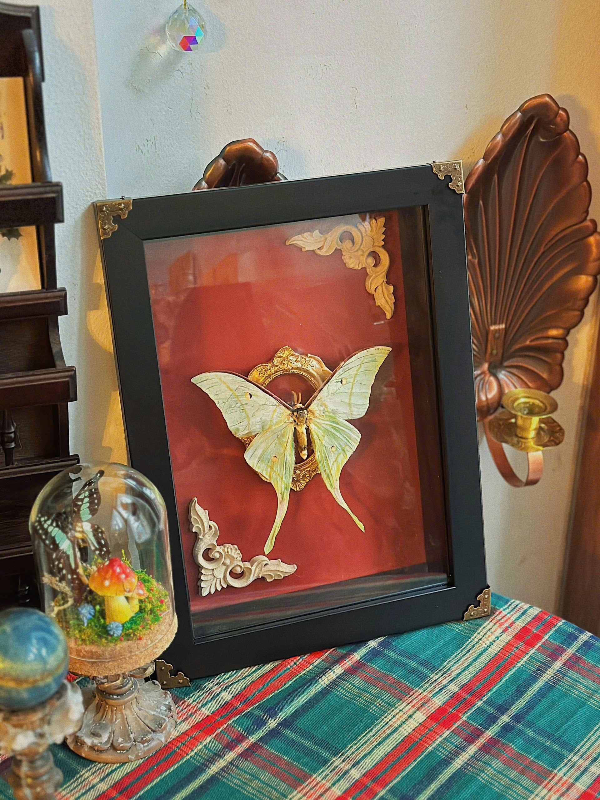 5db6b57dd34c6a12335d.jpg Khung tranh tiêu bản bướm Luna Moth sang trọng - Image 1