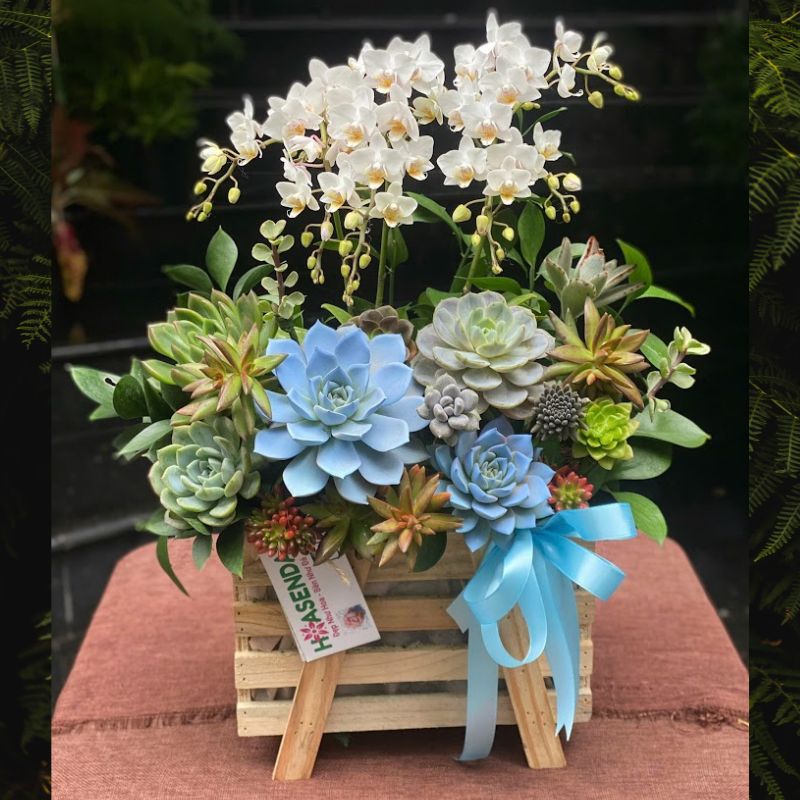 8-2.jpg Chậu Lan Hồ Điệp Mini Trắng Ghép Sen Đá Xanh, Hoa Lan Hồ Điệp Để Bàn, Hoa Sinh Nhật Đẹp - Image 1