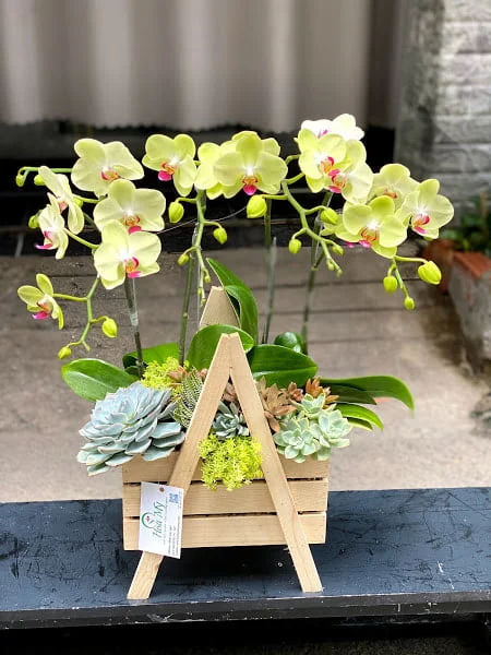 Hoa-Sinh-Nhat-Sep.jpg.webp Hoa Sinh Nhật Sếp Hoa Sen Đá và Hoa Lan Hồ Điệp - Image 1
