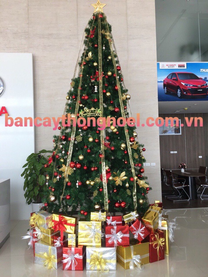 Mau-12.jpg Cây thông 3 loại lá gắn trái thông 3m6 - Image 1