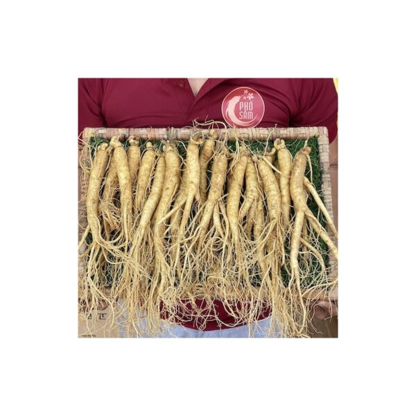 Sâm tươi hầm gà loại 20 - 40 củ/kg