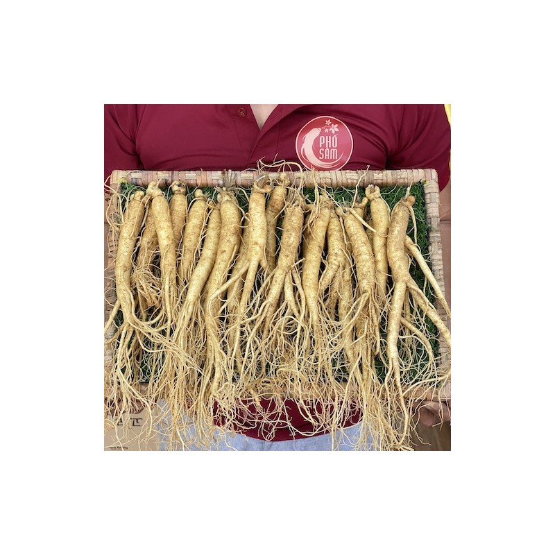 anh-dai-dien-sam-tuoi-ham-ga.jpg Sâm tươi hầm gà loại 20 - 40 củ/kg - Image 1
