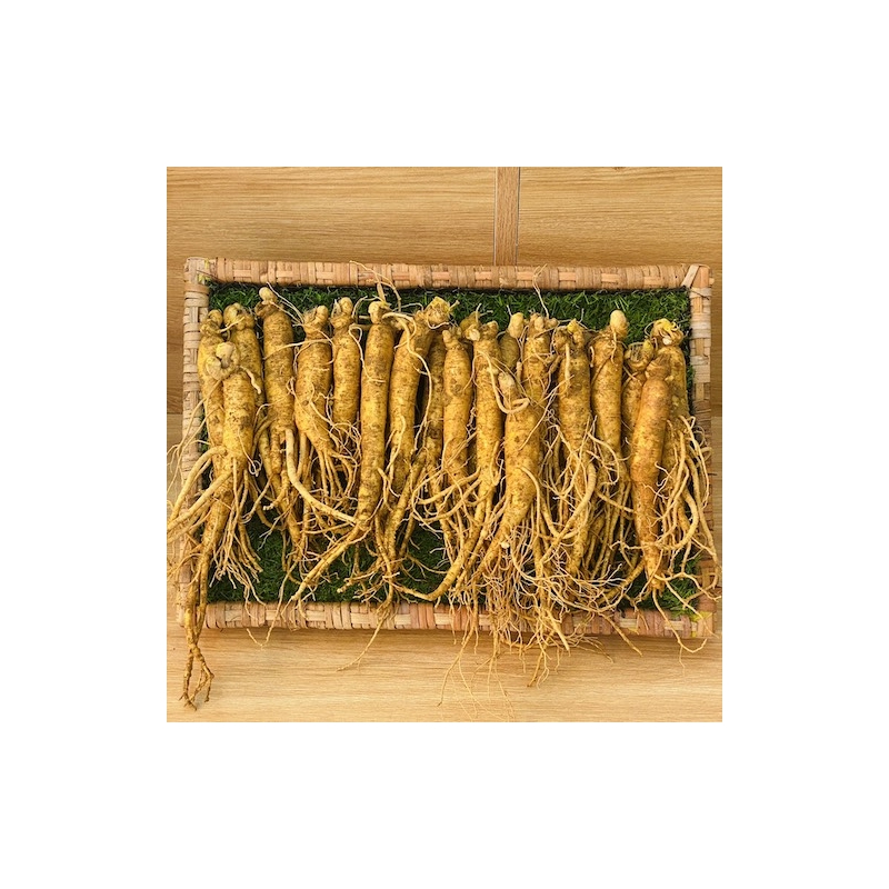 anh-dai-dien-sam-tuoi-ham-ga_1gz4-4m.jpg Sâm tươi hầm gà loại nhỏ 500gr dành cho gia đình 8 người - Image 1