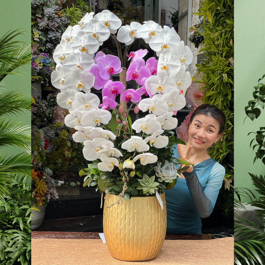chau-hoa-lan-de-ban-1.png Bình Hoa Lan Hồ Điệp Đẹp Trắng Hồng Kết Trái Tim Mix Sen Đá - Image 1