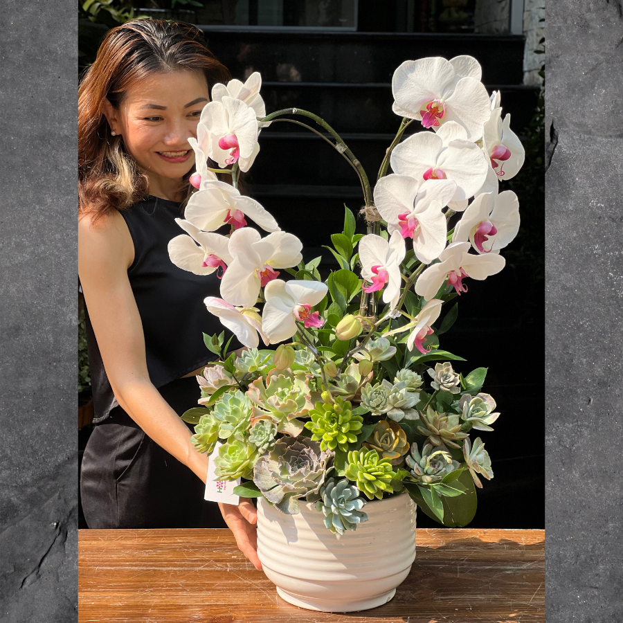 chau-lan-de-ban.png Chậu Lan Để Bàn Màu Trắng Mix Sen Đá: Món Quà Lãng Mạn Dành Tặng Bạn Gái - Image 1