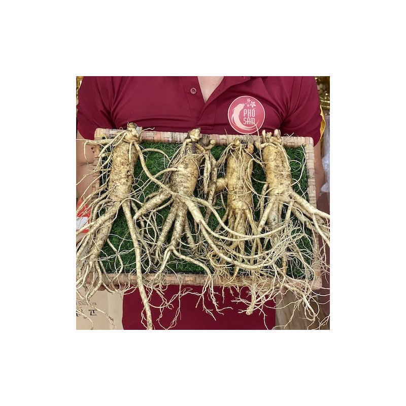 dai-dien-sam-tuoi-4cu-kg.jpg Sâm tươi hàn quốc 4 củ 1kg - Image 1