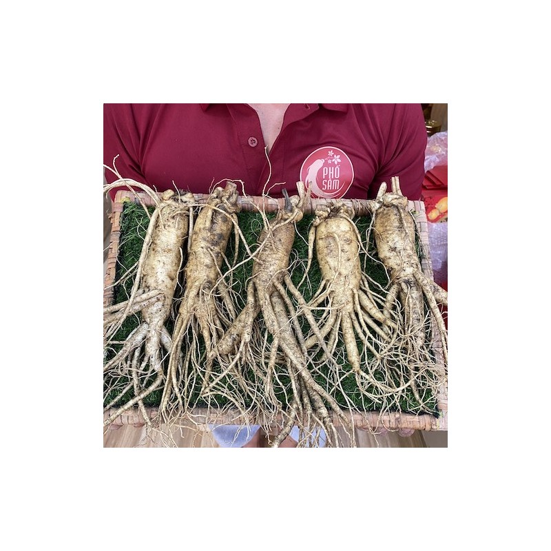 dai-dien-sam-tuoi-5cu-kg.jpg Sâm tươi hàn quốc 5 củ 1kg - Image 1