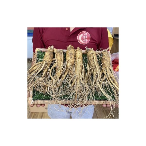 Sâm Tươi Hàn Quốc 6 củ 1kg