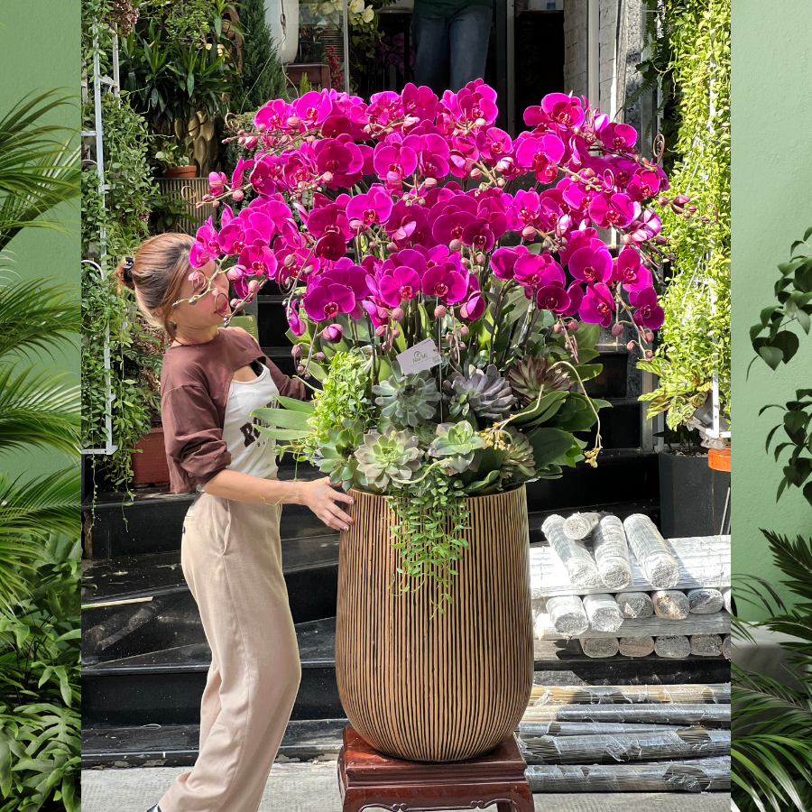 hoa-lan-ho-diep-mau-hong.png Bình Hoa Lan Hồ Điệp Tím Hồng 25 Cành Siêu To Mix Sen Đá – Hoa Chúc Mừng Đẹp Tươi Lâu - Image 1