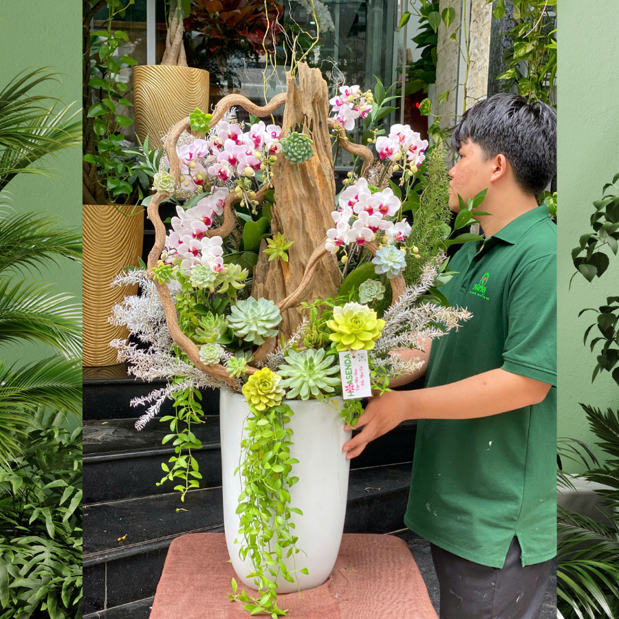 lan-ho-diep-hong-phan.png Bình Lan Hồ Điệp Mini Hồng Trồng Trên Gỗ Lũa Mix Sen Đá – Món Quà Sinh Nhật Ý Nghĩa Dành Tặng Mẹ - Image 1