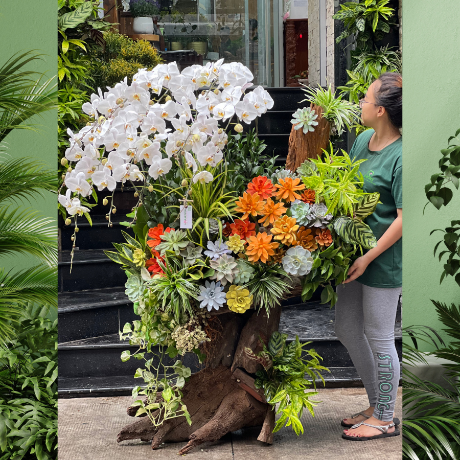 lua-ho-diep-.png Lũa Gỗ Hồ Điệp Trắng Mix Sen Đá Trên Thân Gỗ Hoành Tráng – Hoa Tân Gia, Hoa Mừng Thành Lập Công Ty - Image 1