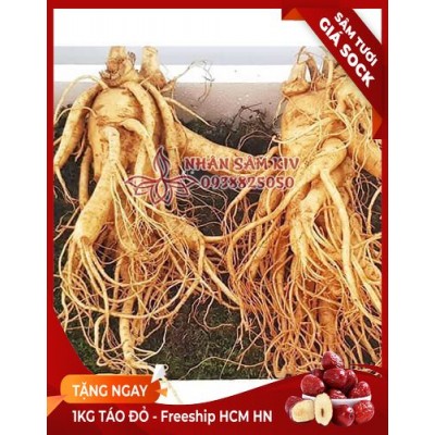 nhan-sam-tuoi-han-quoc-thuong-pham-loai-2-cu-1kg.jpg Nhân sâm tươi Hàn Quốc Thượng Phẩm loại 2 củ - 1kg - Image 1