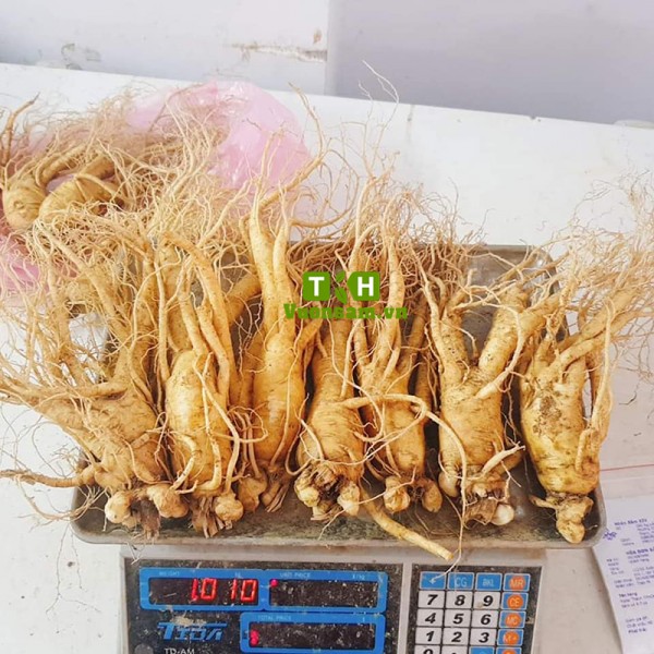 nhan-sam-tuoi-loai-7-cu-1kg-600x600-1.jpg Viên Nén Hồng Sâm - Image 1