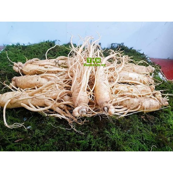 sam-tuoi-han-quoc-loai-9-cu-600x600-1.jpg Trà Hồng Sâm túi lọc (20g) - Image 1