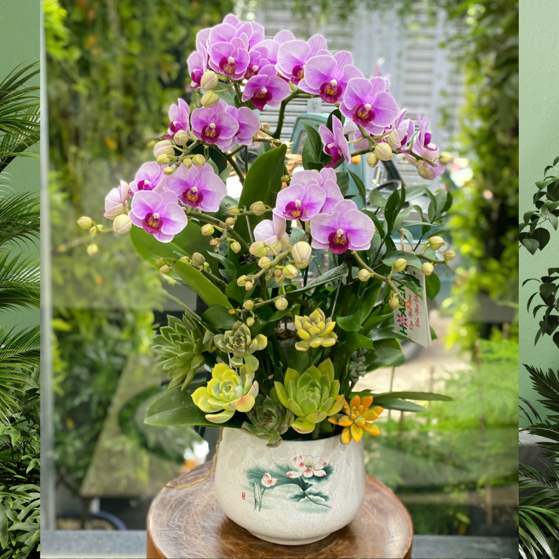tieu-ho-diep-hong-1-1.png Chậu Tiểu Hồ Điệp Tím Hồng Mix Sen Đá – Món Quà Thăm Bệnh Ý Nghĩa và Ấm Áp - Image 1
