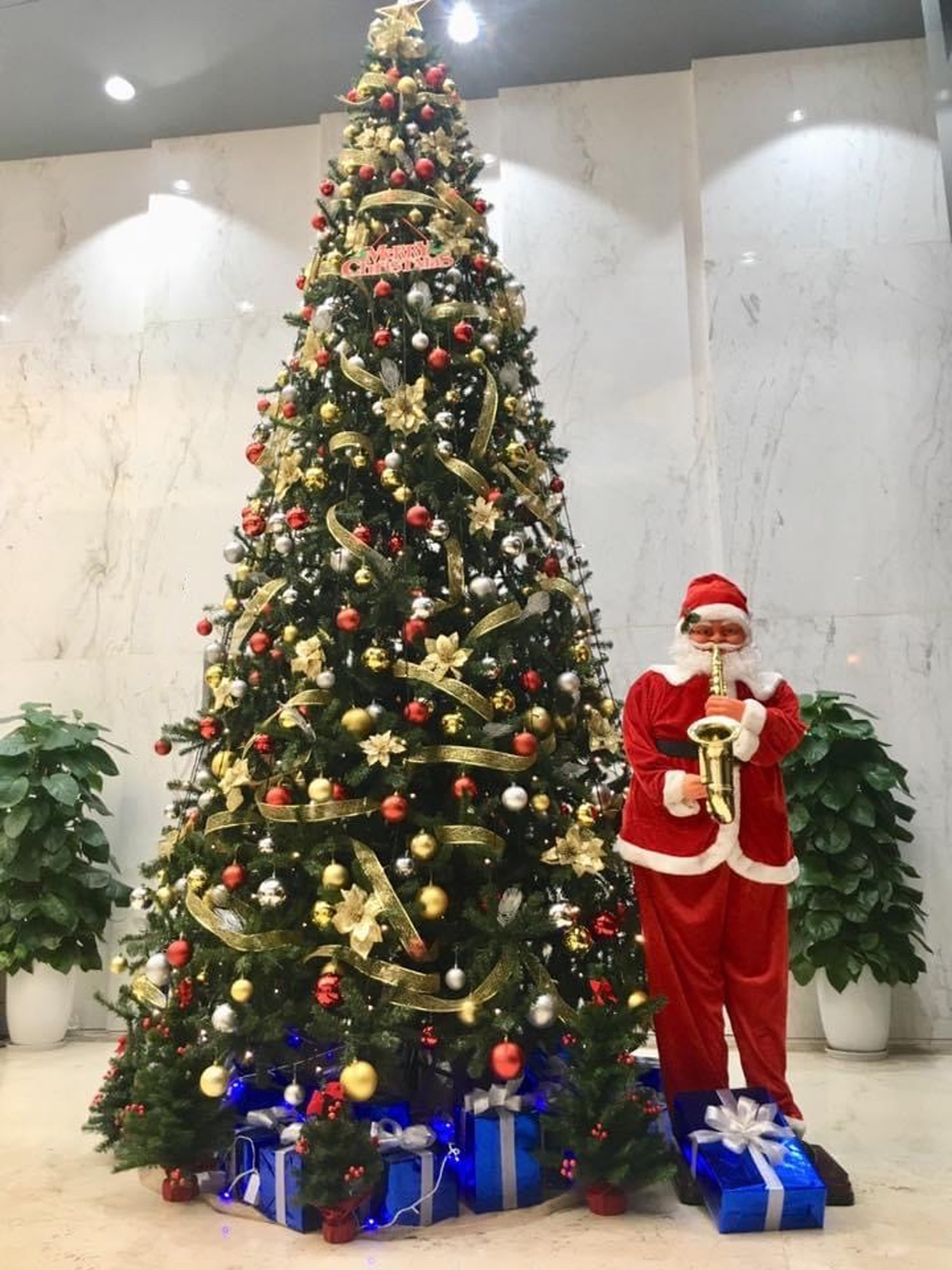 z2563601874523_402204556caecd3a26ba3c33a209e6a5.jpg Cây thông xanh Noel 4m5 dày lá - Image 1