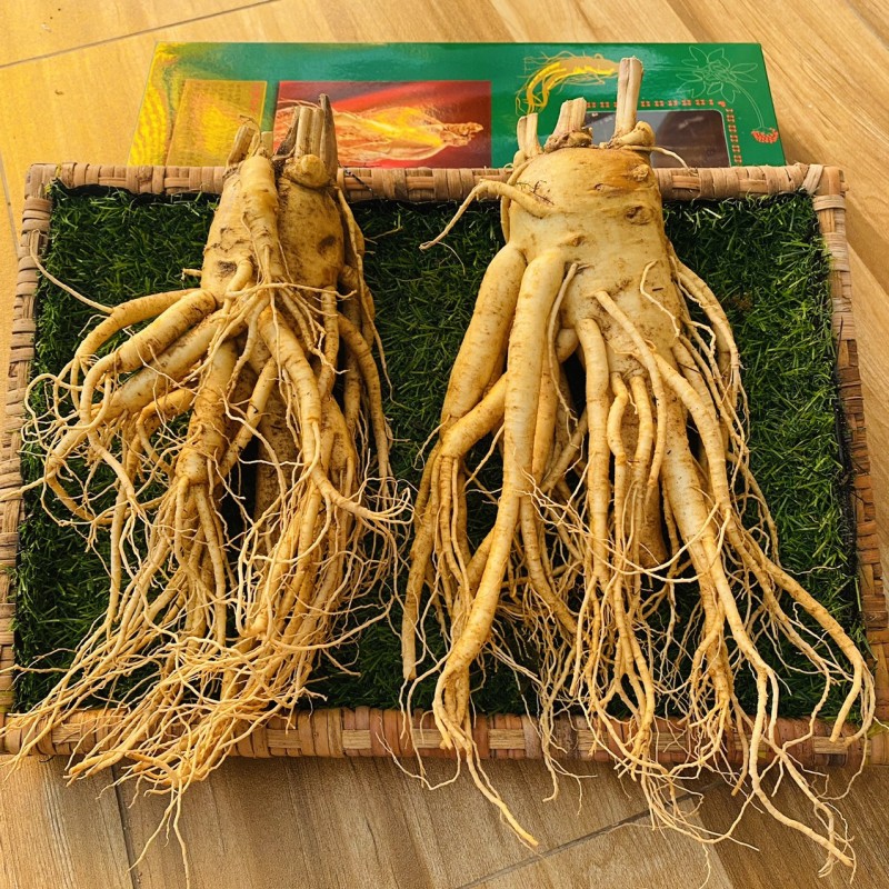 z2895661441457_c51cff9b9da34ede7f21bd9a34708d14.jpg Sâm Tươi Hàn Quốc 2 củ 1 kg - Image 1