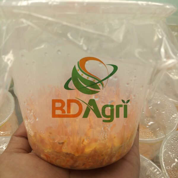 PHÔI NẤM ĐÔNG TRÙNG HẠ THẢO BDAGRI