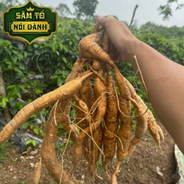 Củ Sâm Nam núi Dành tươi 1kg – Sâm Tổ núi Dành