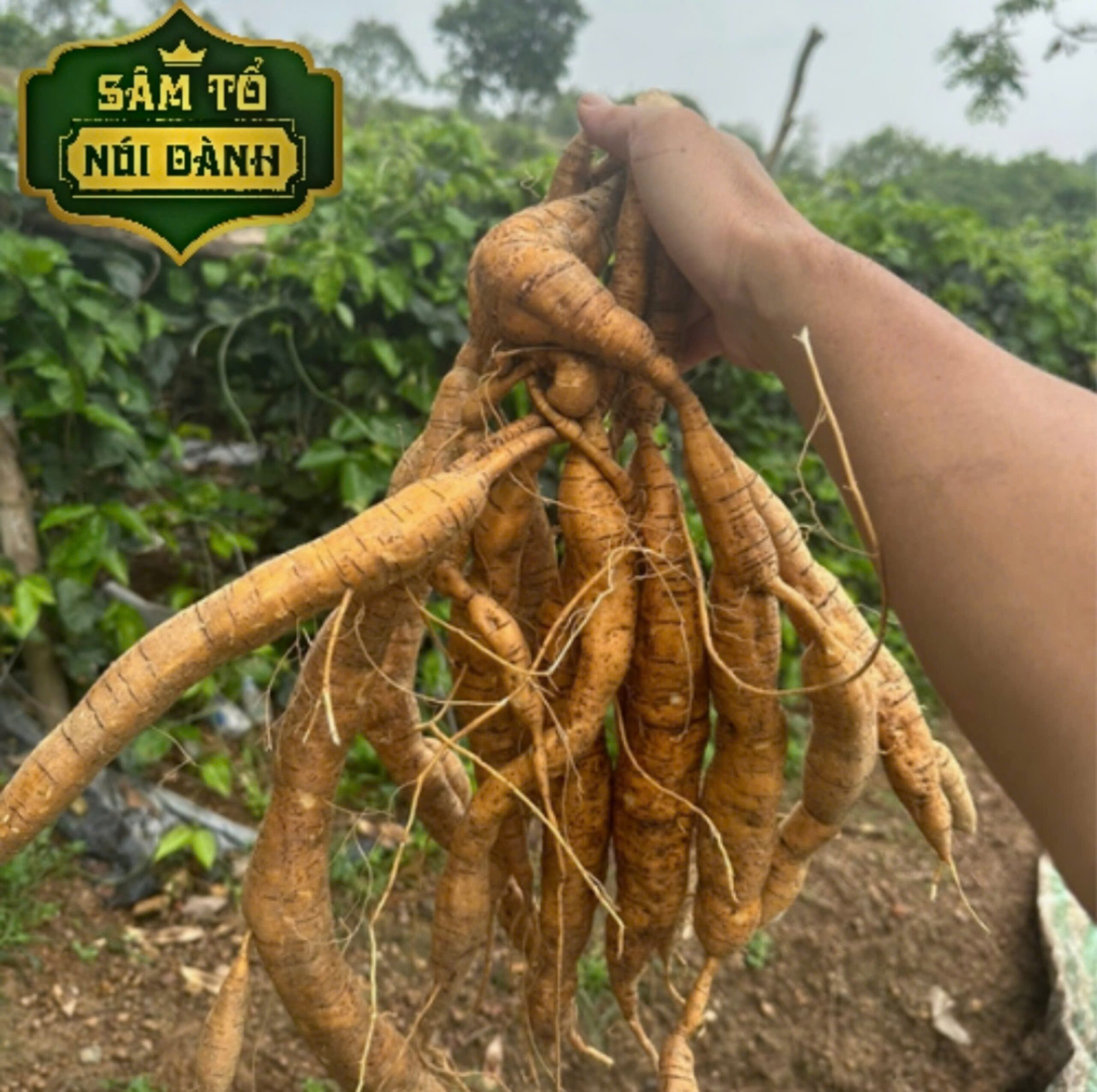 Cu-Sam-nam-nui-Danh-tuoi.jpg Củ Sâm Nam núi Dành tươi 1kg – Sâm Tổ núi Dành - Image 1
