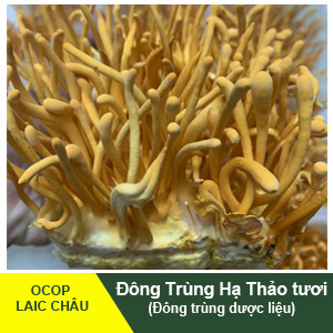 Dong-trung-ha-thao-tuoi-avatar-1.jpg Đông trùng hạ thảo tươi - Image 1