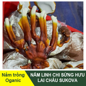 Nam-linh-chi-sung-huu-Sukova-avatar.jpg Nấm linh chi sừng hưu Lai Châu - Image 1