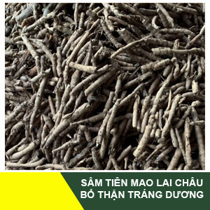 Sam-tien-mao-lai-chau-avatar.jpg Sâm Tiên Mao Lai Châu – Bổ Thận Tráng Dương - Image 1