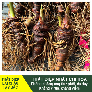 That-diep-nhat-chi-hoa-avatar-1.jpg Thất Diệp Nhất Chi Hoa Lai Châu Tây Bắc - Image 1