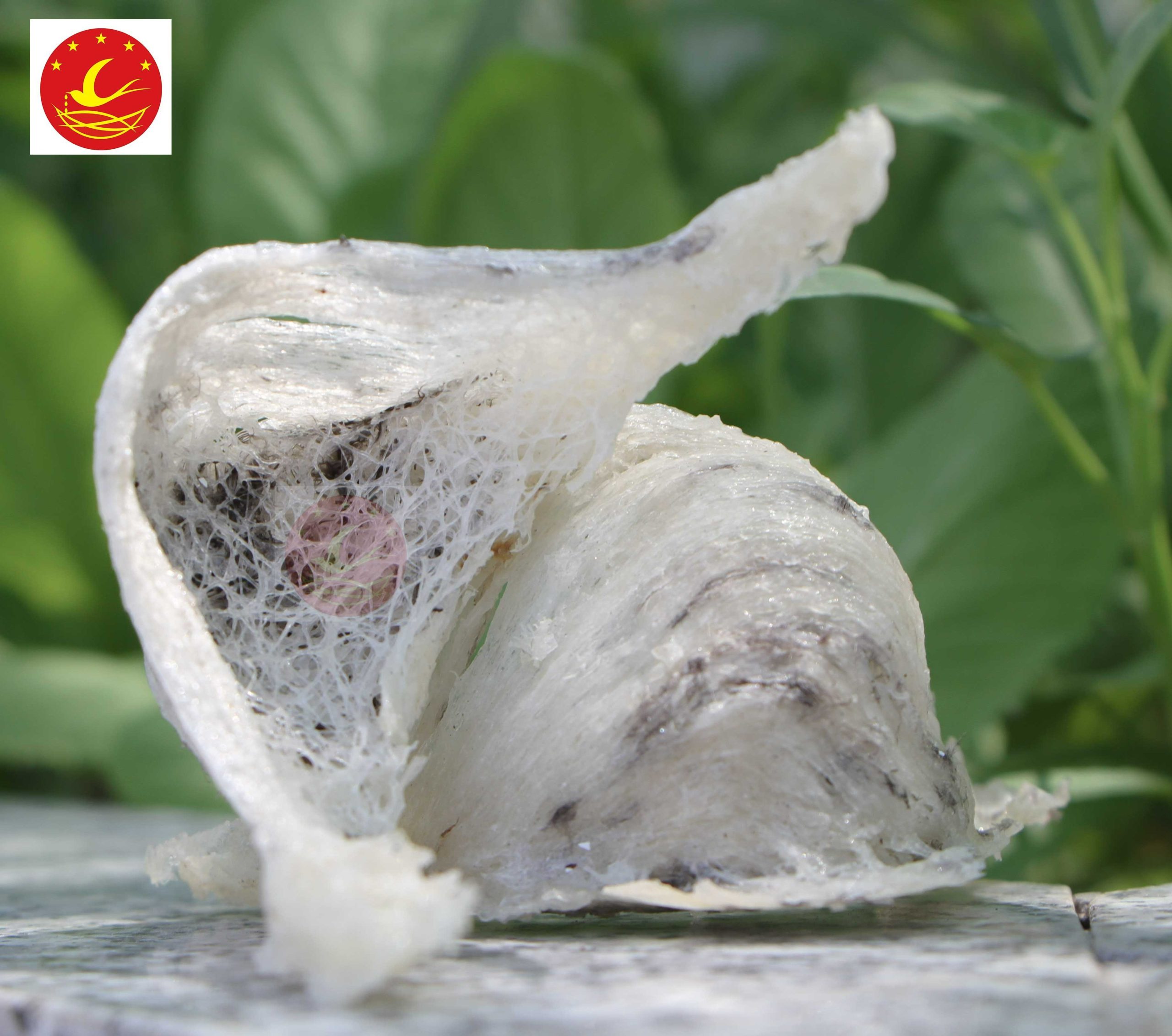 yen-sao-non-nuoc-1-scaled-1.jpg Tổ Yến Thô Còn Lông( loại 20 gram) - Image 1