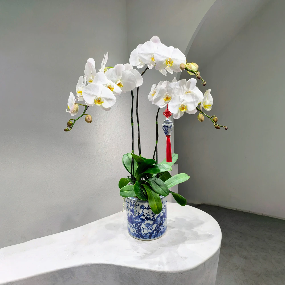 tetflowers-antu.jpg.webp An Tư - Image 1