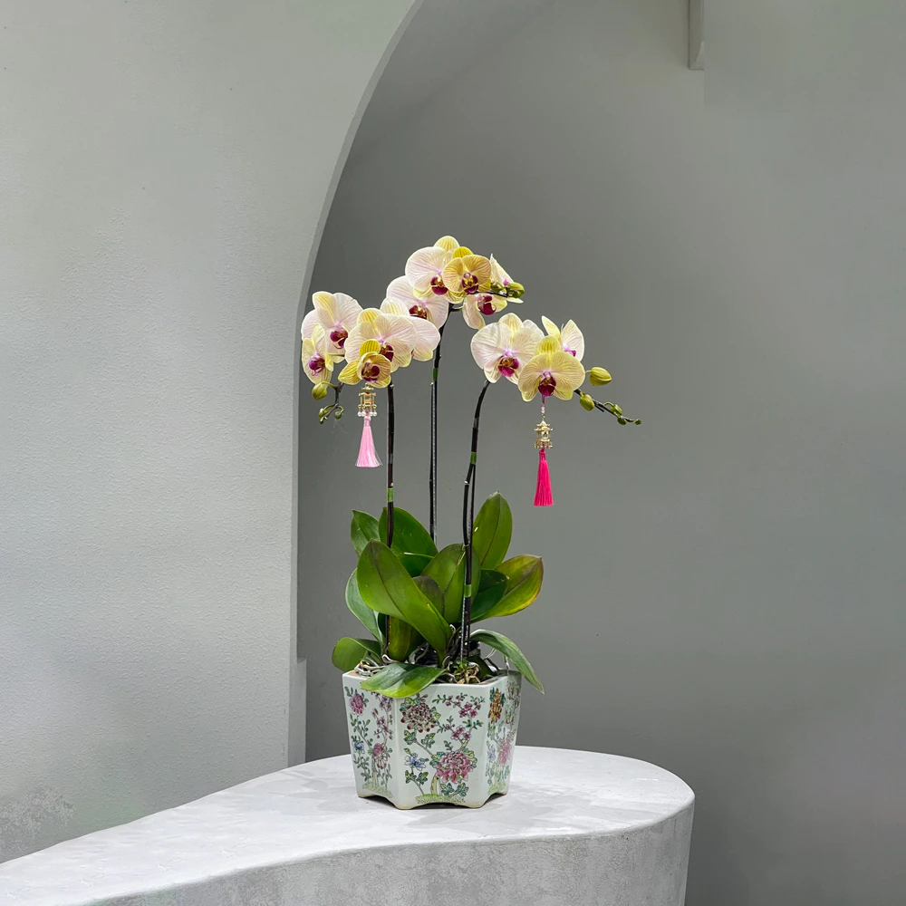 tetflowers-huyentran.jpg.webp Huyền Trân - Image 1