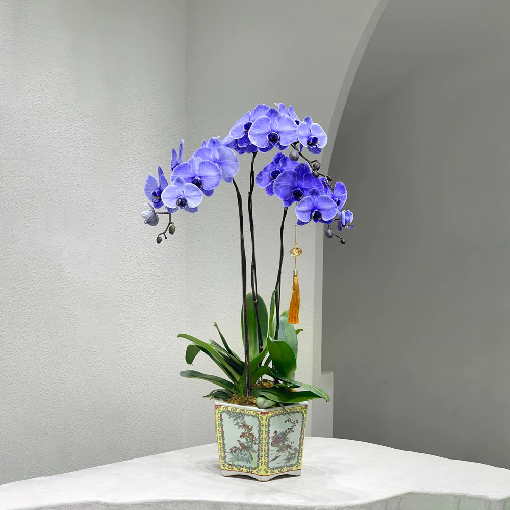 tetflowers-namphuong.jpg.webp Nam Phương - Image 1