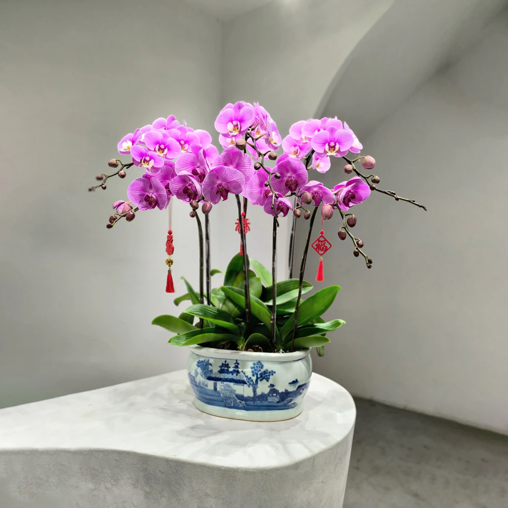 tetflowers-ngochan.jpg.webp Ngọc Hân - Image 1